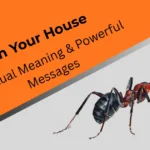 ants-in-your-house-spiritual-meaning