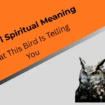 black-owl-spiritual-meaning