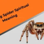 jumping-spider-spiritual-meaning
