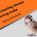 sparrow-entering-house-meaning-india