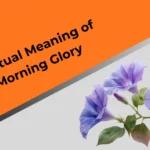 spiritual-meaning-of-morning-glorys