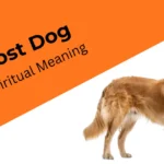 spiritual-meanings-of-finding-a-lost-dog