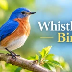 whistleblew bird